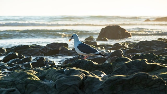Best Beaches in California for Summer
