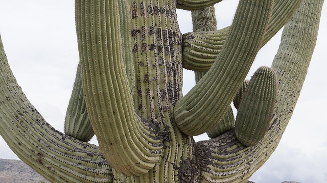 Comfortable Resorts in Tucson Arizona