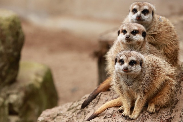 Family Friendly Hotels in Fort Worth Near Zoo and Attractions