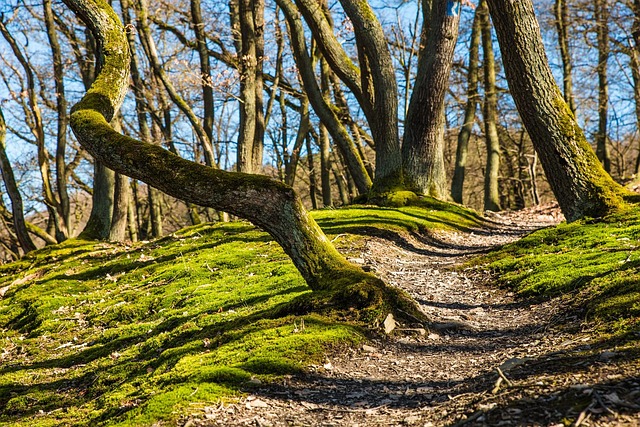 Nature Resorts in Colorado Springs With Scenic Trails