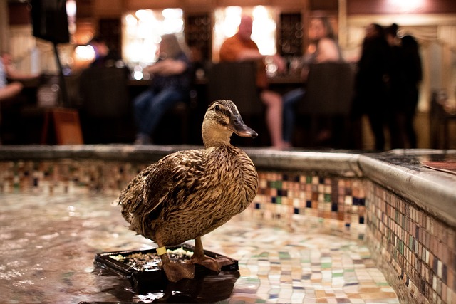 Premium Hotels in Boston Near Downtown Attractions