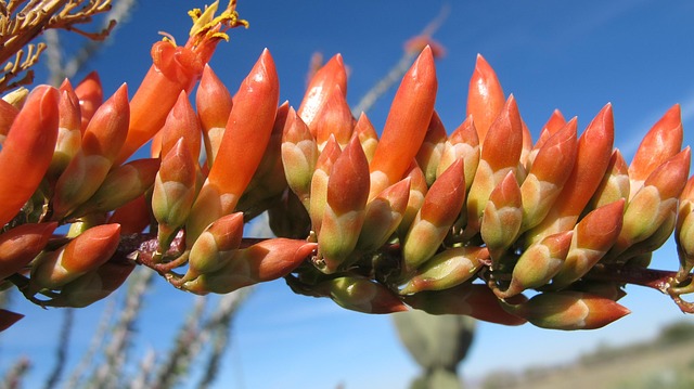 Quiet Resorts in Tucson With Desert Retreat Atmosphere