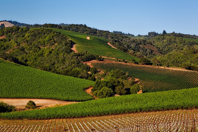 Scenic Resorts in Sonoma California With Wine Retreat