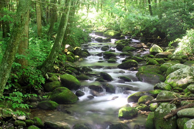 Scenic Views in Smoky Mountains Tennessee