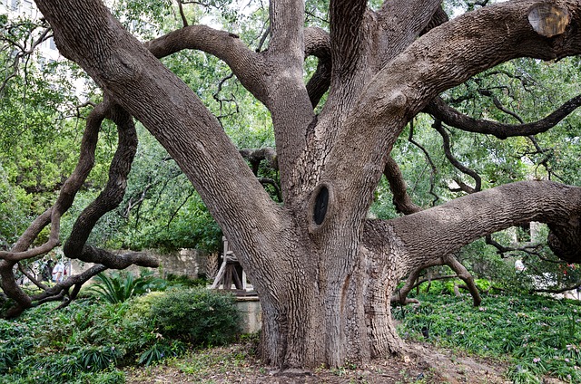 Top Attractions in San Antonio Near The Alamo